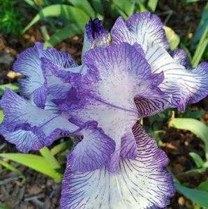 Meet your Posher, Wanda